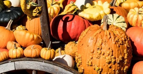 Rudens derliaus turgus Rožių aikštėje