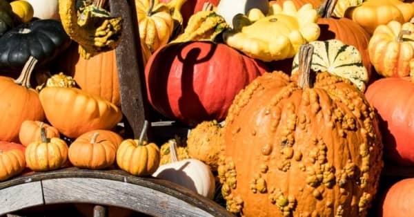 Rudens derliaus turgus Rožu laukume