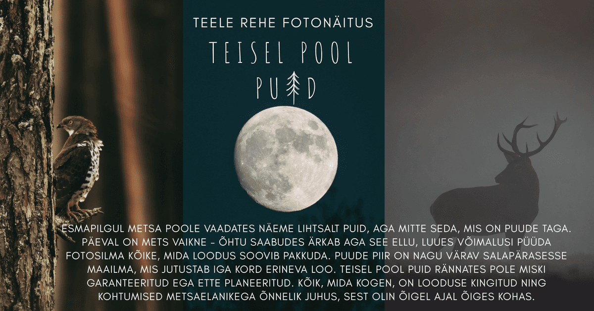 Teele Rehe fotografijų paroda „Už medžio“